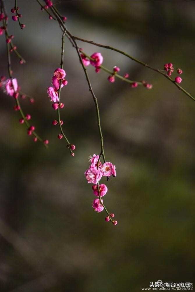 南京梅花山梅花开了吗,来南京梅花山赏梅花