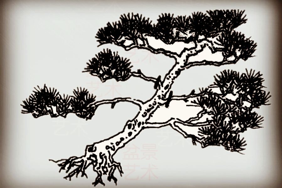 黑松造型的初步学习 (怎么给黑松造型)