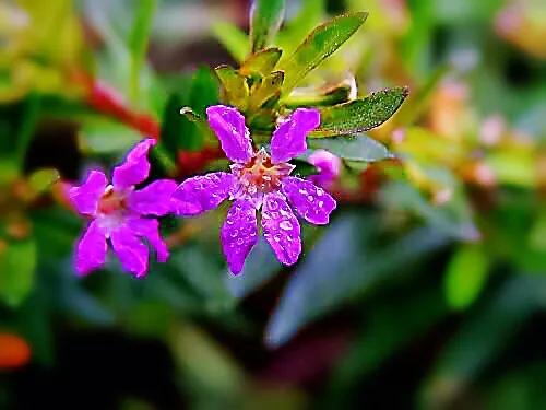 细叶萼距花的养殖方法,细叶萼距花的功效与作用