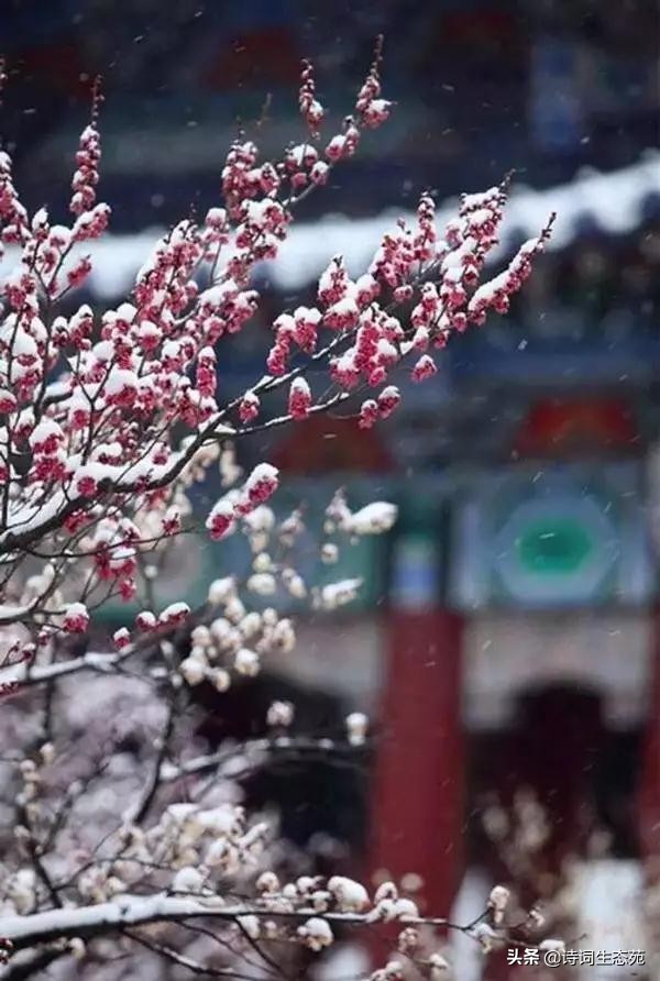 关于梅花我们应有怎样的人生追求,关于梅花我们想到了什么