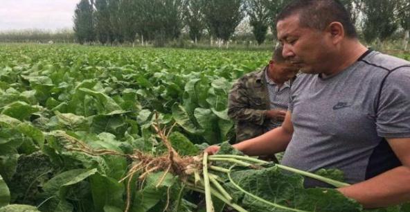 辣根种植前景如何,辣根种植用什么肥