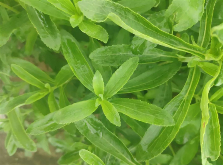 甜叶菊现在前景怎么样,甜叶菊为什么美国不能使用