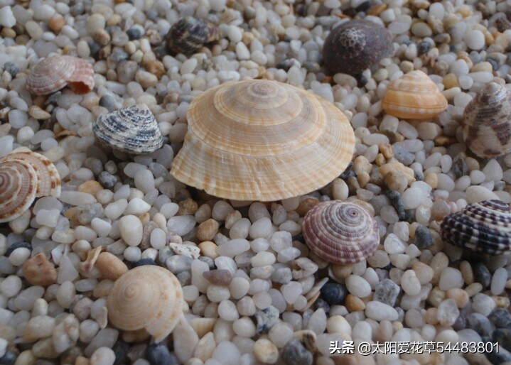 养花在花盆底下垫什么东西最好,养花盆用什么垫底好