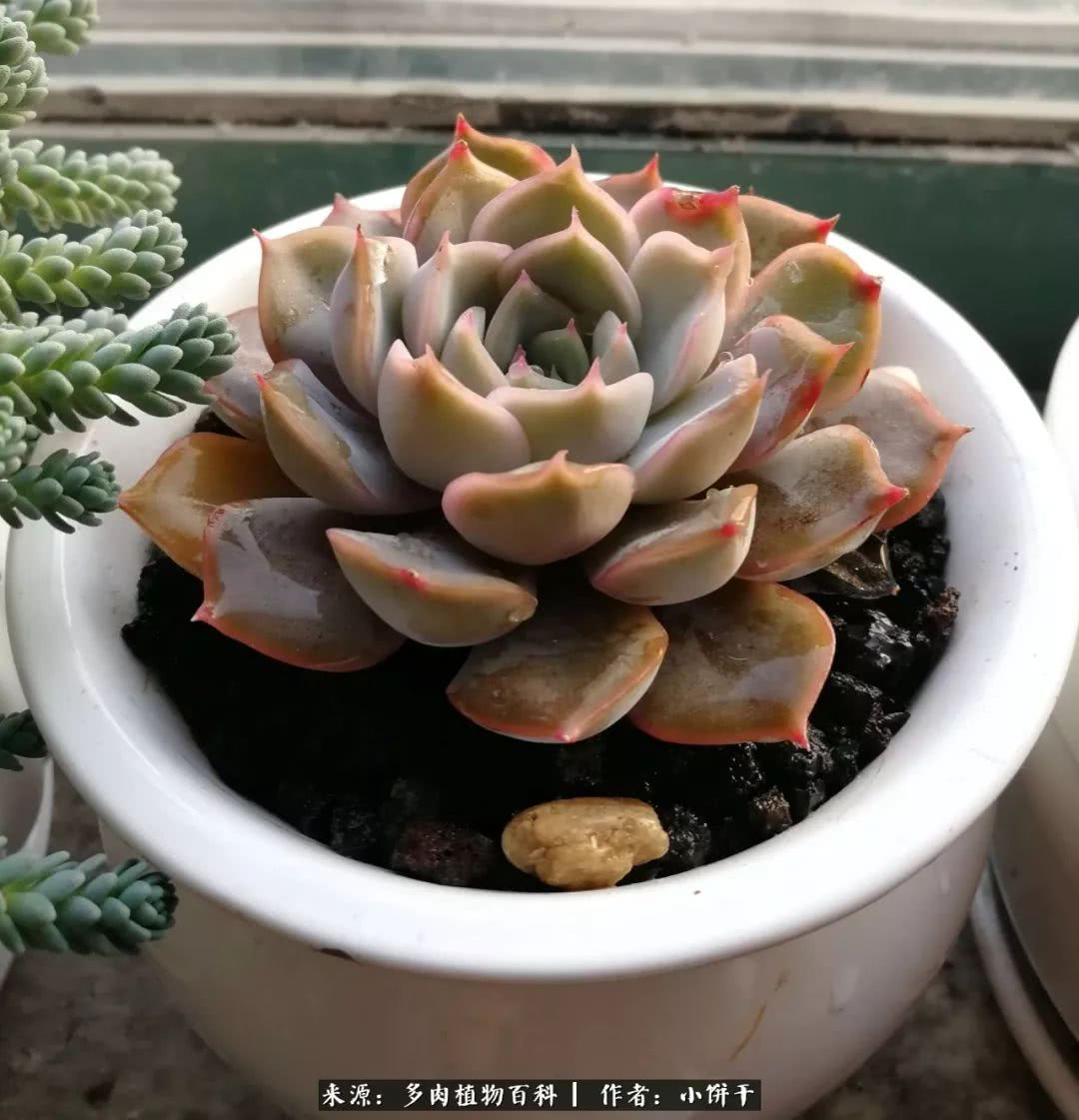 无肉不欢的肉瘾少女，日日沉迷于美色无法自拔！