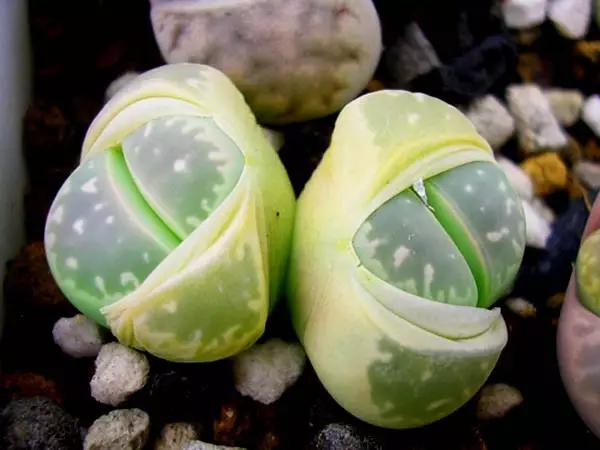 十大天价植物种子,十大顶级名贵植物