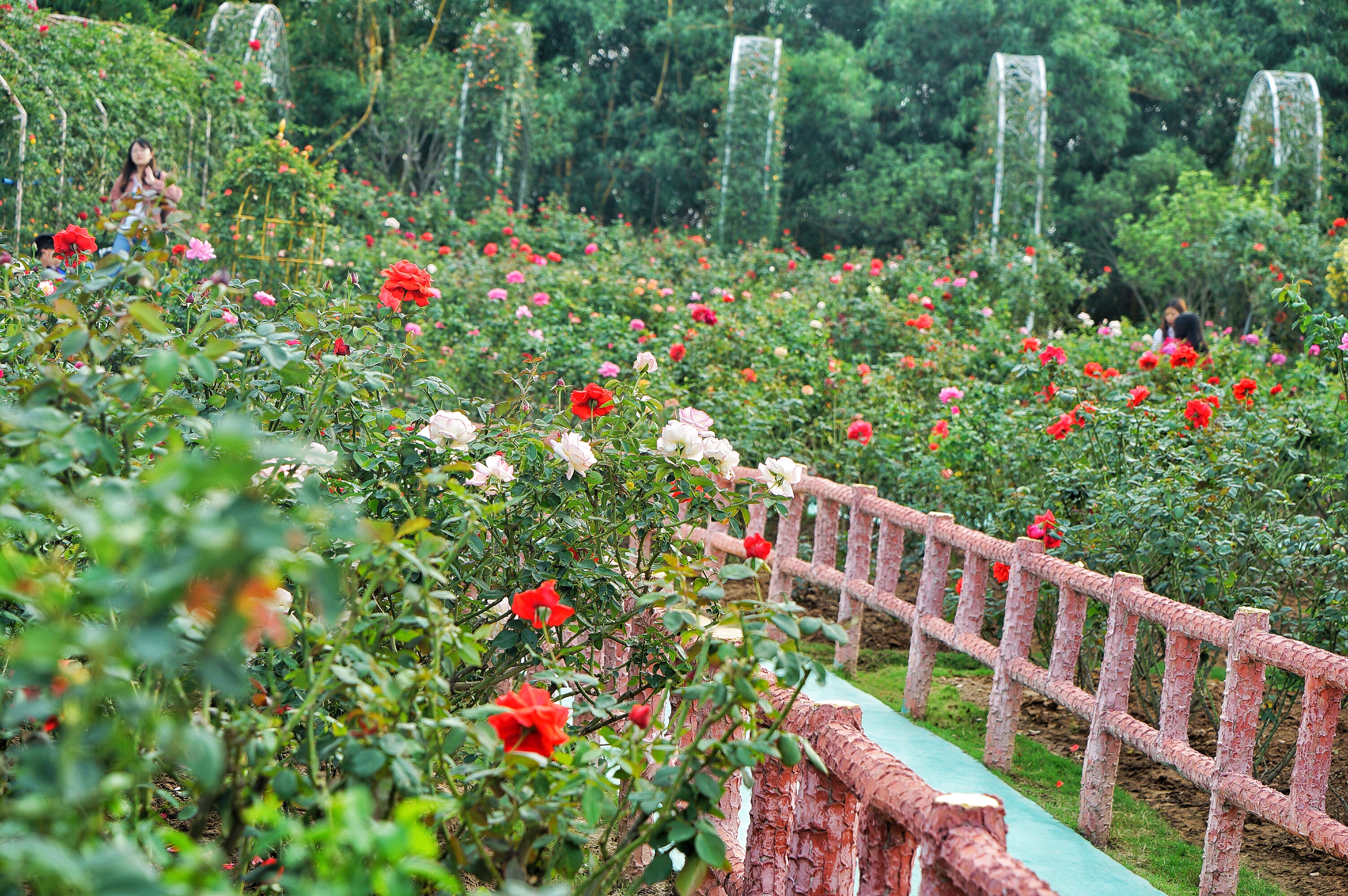 广州粉色浪漫花海,广东秋天粉色花海