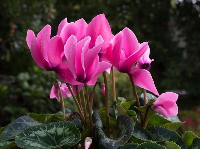 如何养好仙客来,如何把养了两年的仙客来养好