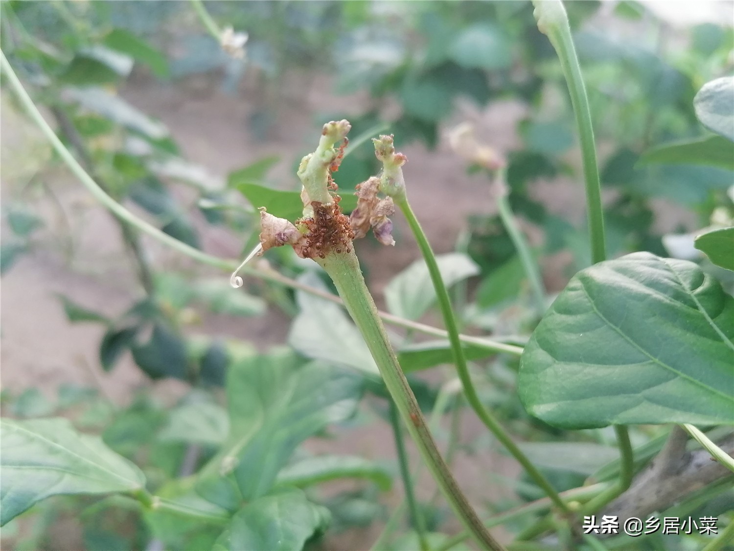 豆角棵上的蚂蚁怎么治,豆角秧生蚂蚁怎么办