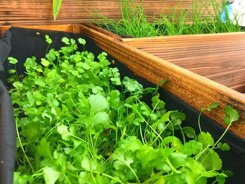 可以调味增香的蔬菜,让你越吃越香的蔬菜