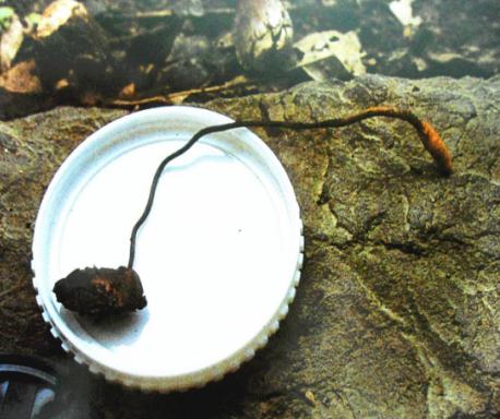 除了虫草还有什么补品,虫草跟冬虫夏草有什么区别