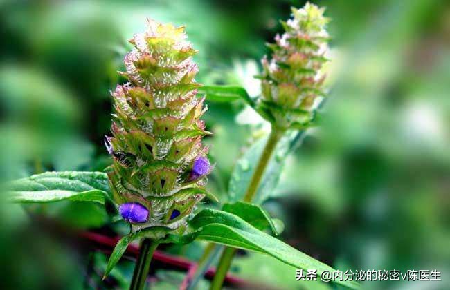 桥本氏甲状腺炎中医怎么治疗好呢,桥本氏甲状腺炎伴甲亢中医治疗