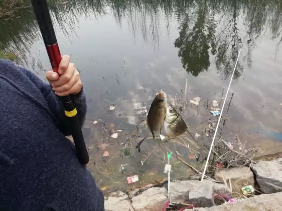 空闲出钓沐暖阳，本汀宗师开光狂拉鲫