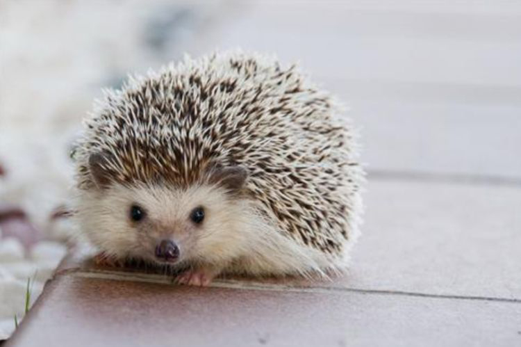 十种最不要吃的野生动物,野生动物携带的病菌很多吗