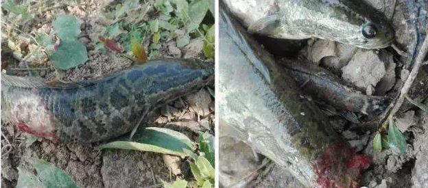 生鱼烂身病远不止你看到的这么简单