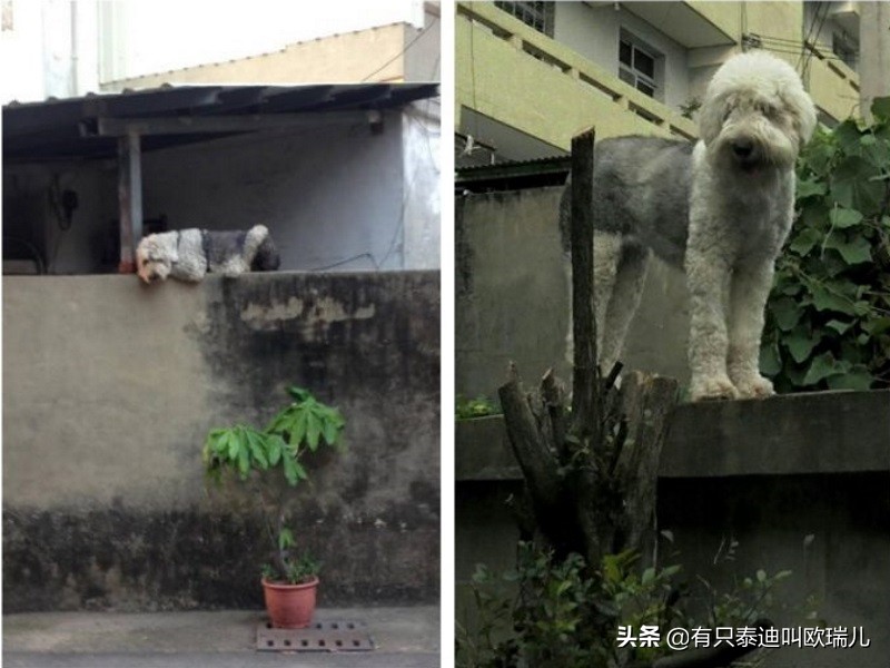 失聪大狗趴墙上遭丢石饲主道出「鼻酸故事」曾救全家