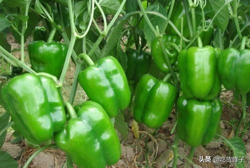 同样是青椒，激素和普通青椒有啥区别？卖菜大爷透露其中猫腻