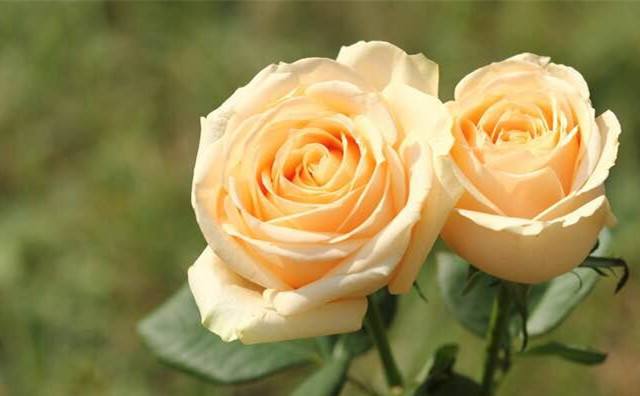 香槟玫瑰和粉玫瑰的花语和寓意,粉红玫瑰和黄玫瑰搭配的寓意花语