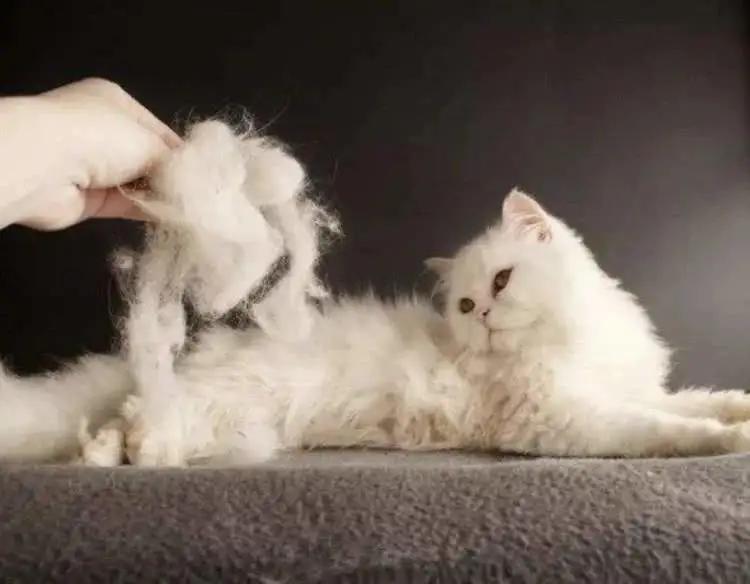 这个冬天猫咪该怎么过呀,冬天猫咪如何过冬