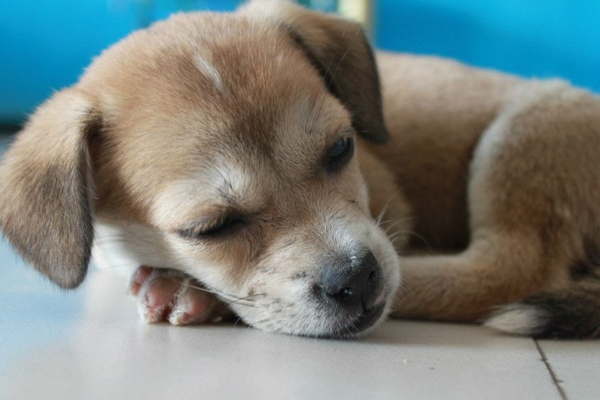 狗狗吐黄水拉不出来怎么办,狗狗吐黄水精神不好怎么办