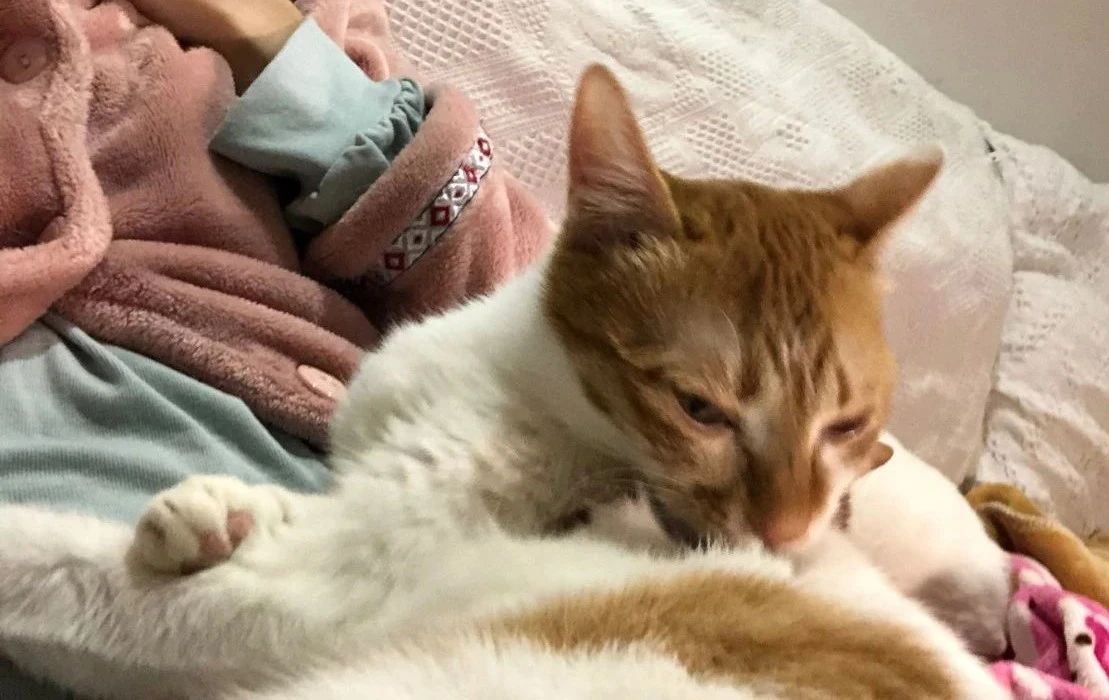 幼猫频繁舔毛是什么原因,家猫经常咬主人该不该弃养