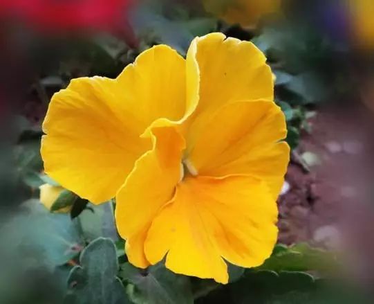 三色堇是一种花吗,鬼脸花三色堇