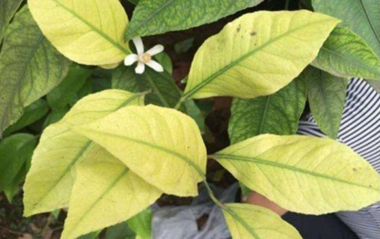 三角梅缺铁黄叶怎么补铁,为什么植物缺铁叶子会黄