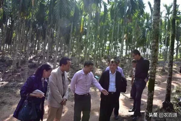海南省科协副主席、省科技厅厅长史贻云赴保亭县调研槟榔产业