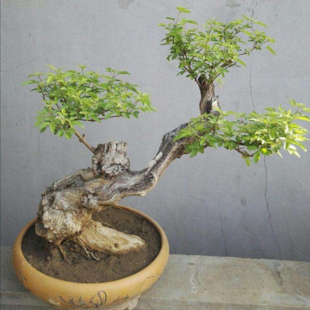 黄荆树桩盆景用什么泥土种植合适,黄荆盆景什么样的好一些