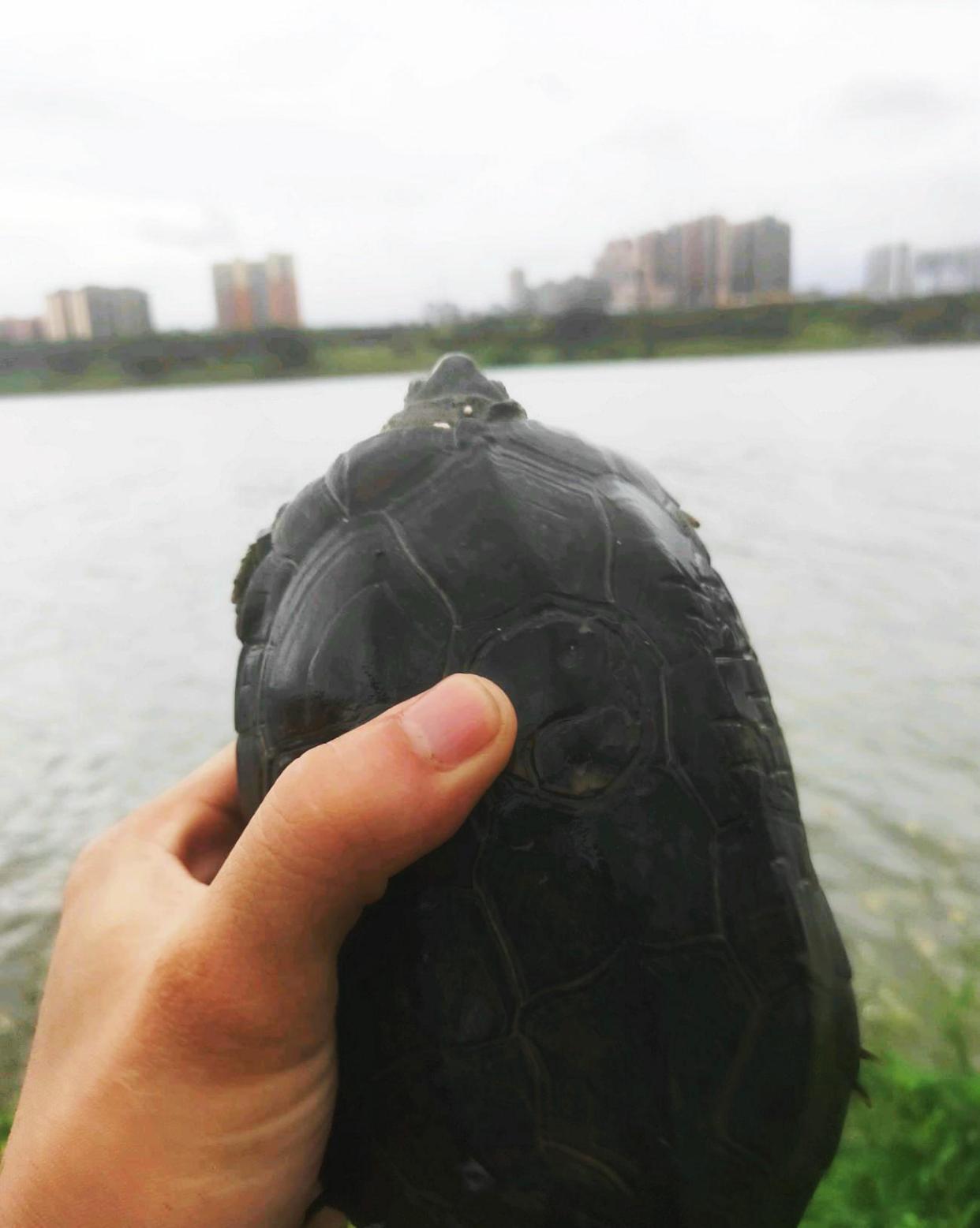 南宁钓友钓了只墨龟,背上刻了“宁莉陈”三个字,钓友:想养起来