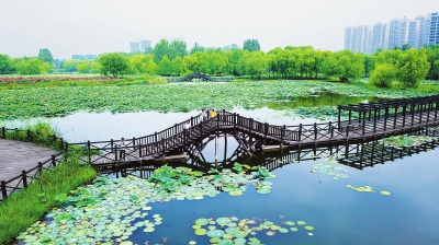 观赏荷花地方推荐河南,河南荷花特别多的地方在哪里