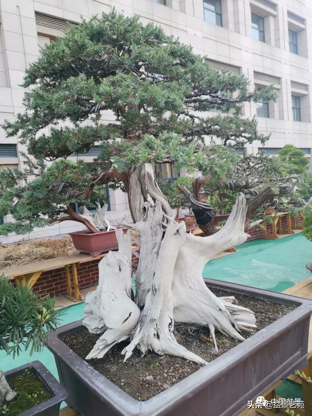 涓浗钁楀悕鐩嗘櫙澶у笀绮惧搧鐩嗘櫙,鐩嗘櫙鑹烘湳瀹跺拰鐩嗘櫙鑹烘湳澶у笀