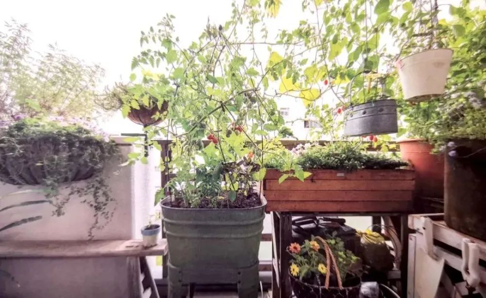 适合阳台盆栽的蔬菜混种搭档，通通收集在此