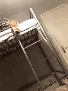 科学研究表明撸猫好处多多,撸猫已经成为了一种“病”