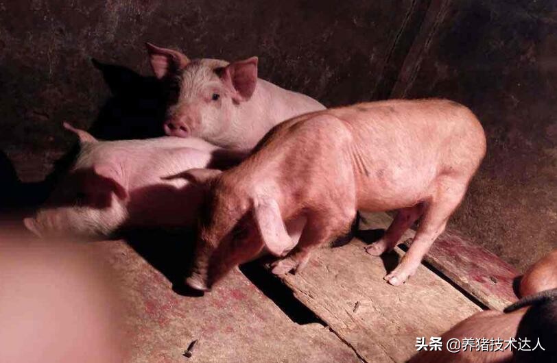 小猪容易得高热病吗,小猪预防疾病吃什么药