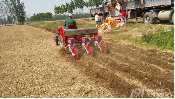 河南适合种植高产玉米,玉米高产高效种植技术