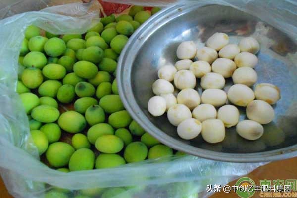 莲子怎么种才能长得更好,莲子怎么种