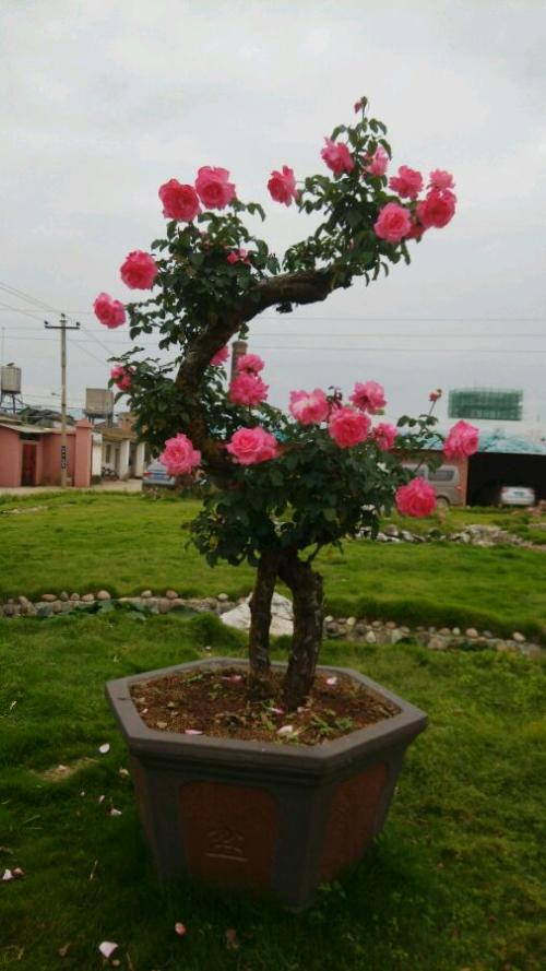 月季生长的原理,月季的生长条件