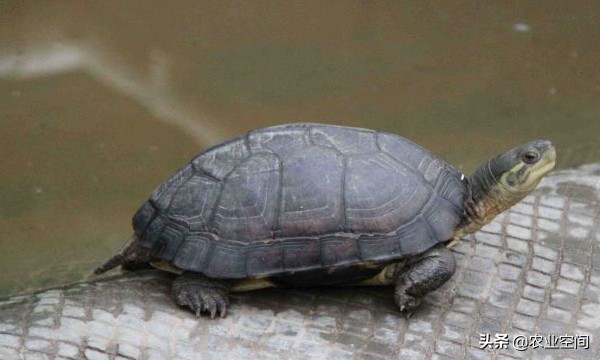 金钱龟的正确的饲养方法,金钱龟有养殖前景