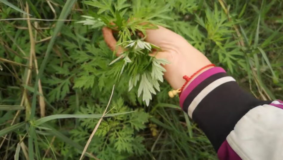 艾草的作用和功能主治,艾草的作用与功效艾叶的用法