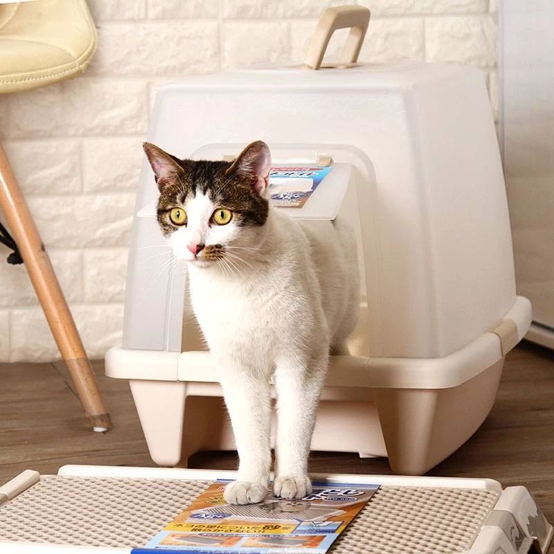 为什么猫咪便便这么臭,怎么让猫咪的便便不臭