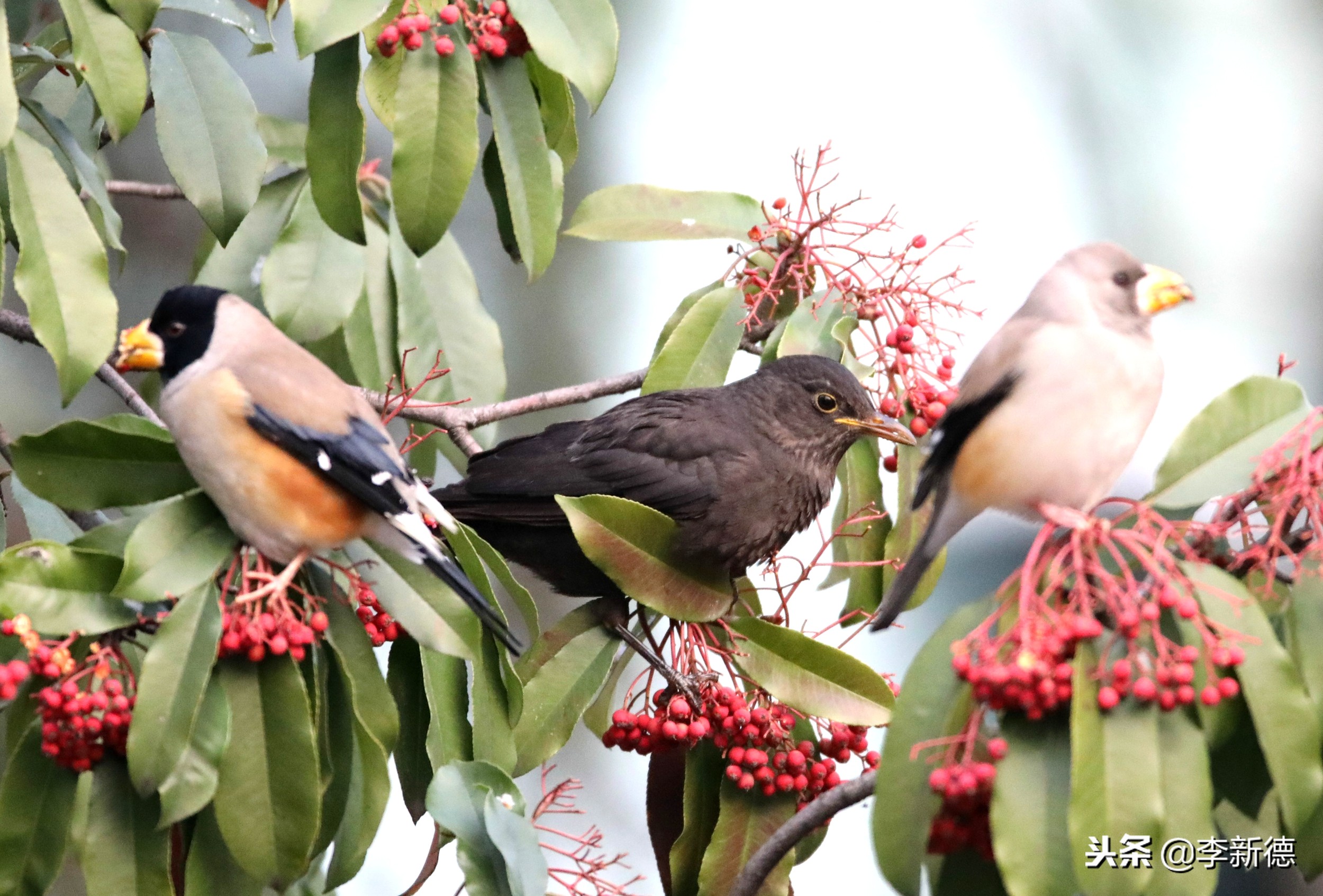 合肥拍到的小鸟,合肥乌鸟