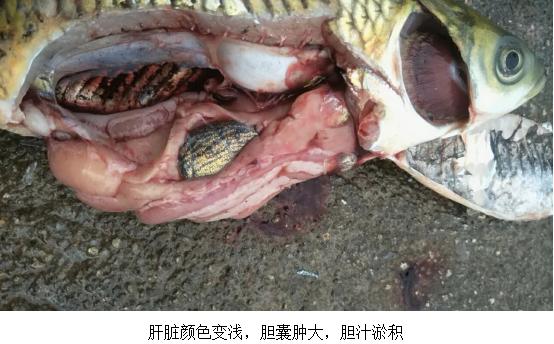 草鱼肚大是怎么回事,草鱼大肚子怎么回事