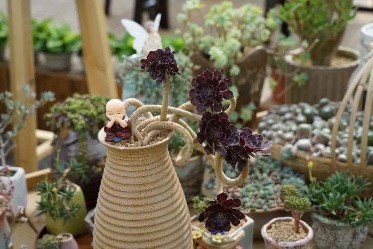 冬去春来,愿你无恙,疫情退去,养肉依旧!