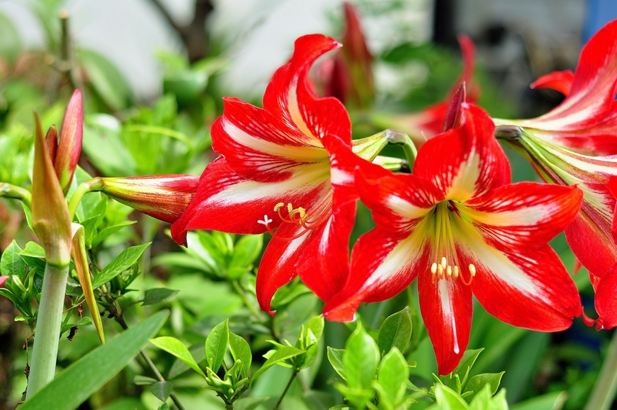 好看又好养的盆花,人养花也养人