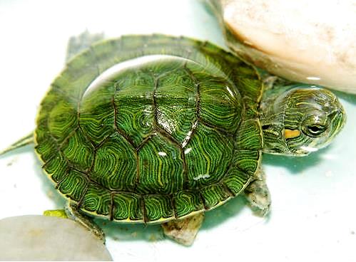 养龟龟必备那些药物,给病龟喂药及上眼药