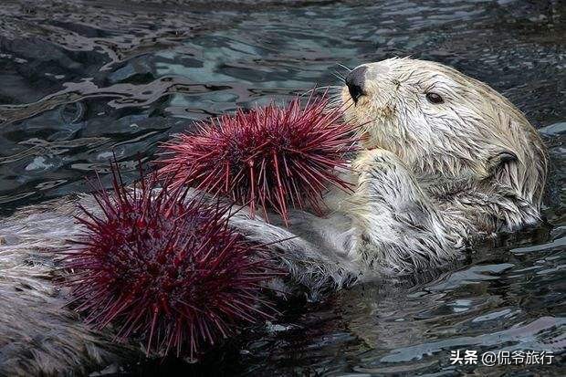 最会吃的动物,最会吃螃蟹的动物