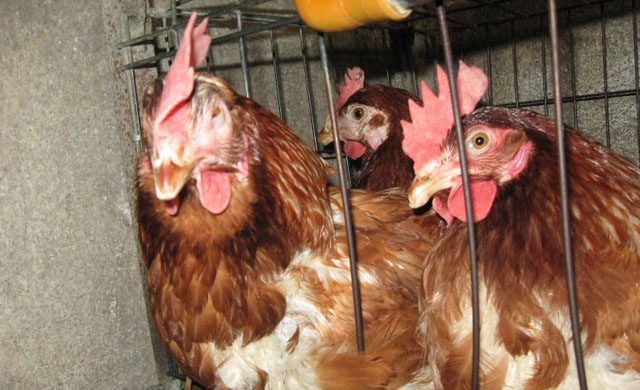 鸡眼睛肿是什么情况怎么治疗,鸡眼睛流眼泪流脓还肿什么病