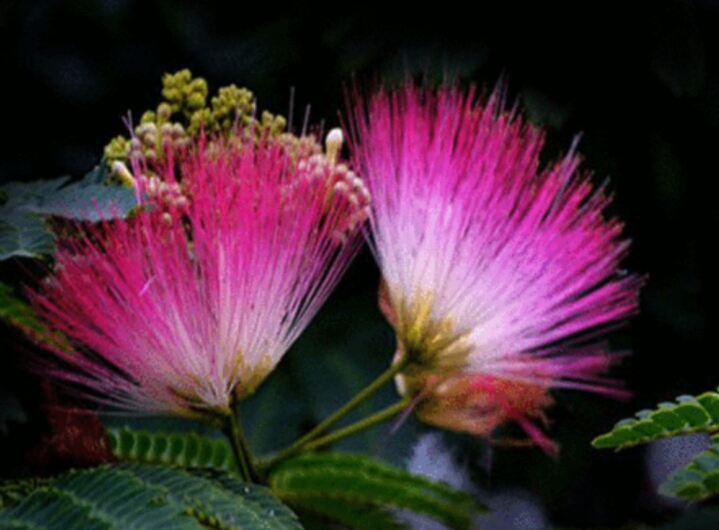 *欢合**花：花美叶美、有色有香的*欢合**花，管理与栽培