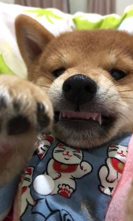 柴犬“咬人”主人一招制服，看到训练方法后，网友：学到了