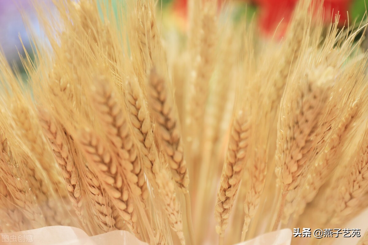 麦飘香面粉,麦飘香烧麦皮